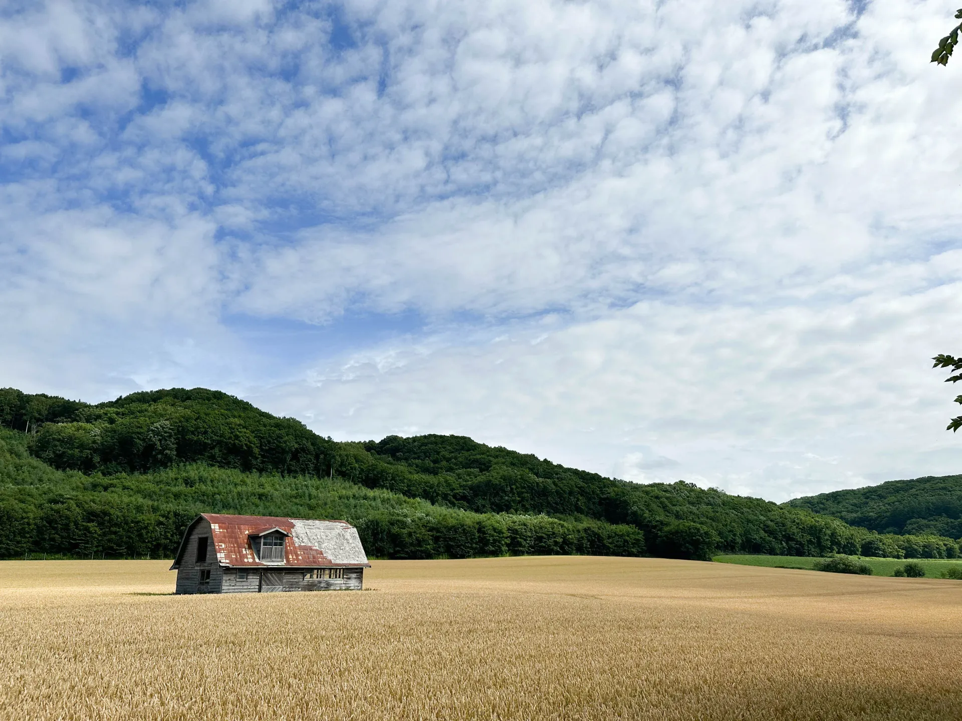What are the characteristics, climatic advantages, and flavor profiles of  Hokkaido wheat flour, and how do they differ from those of regular wheat  flour?