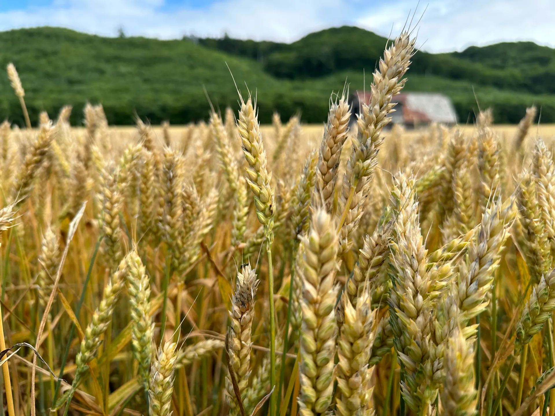 What are the characteristics, climatic advantages, and flavor profiles of  Hokkaido wheat flour, and how do they differ from those of regular wheat  flour?